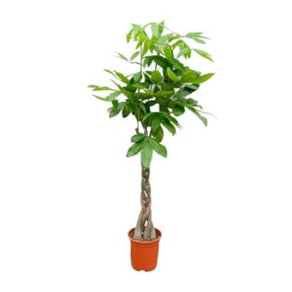 Pachira Aquatica - 110cm - ø21cm