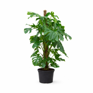 Monstera Deliciosa XXL - 140cm - ⌀27