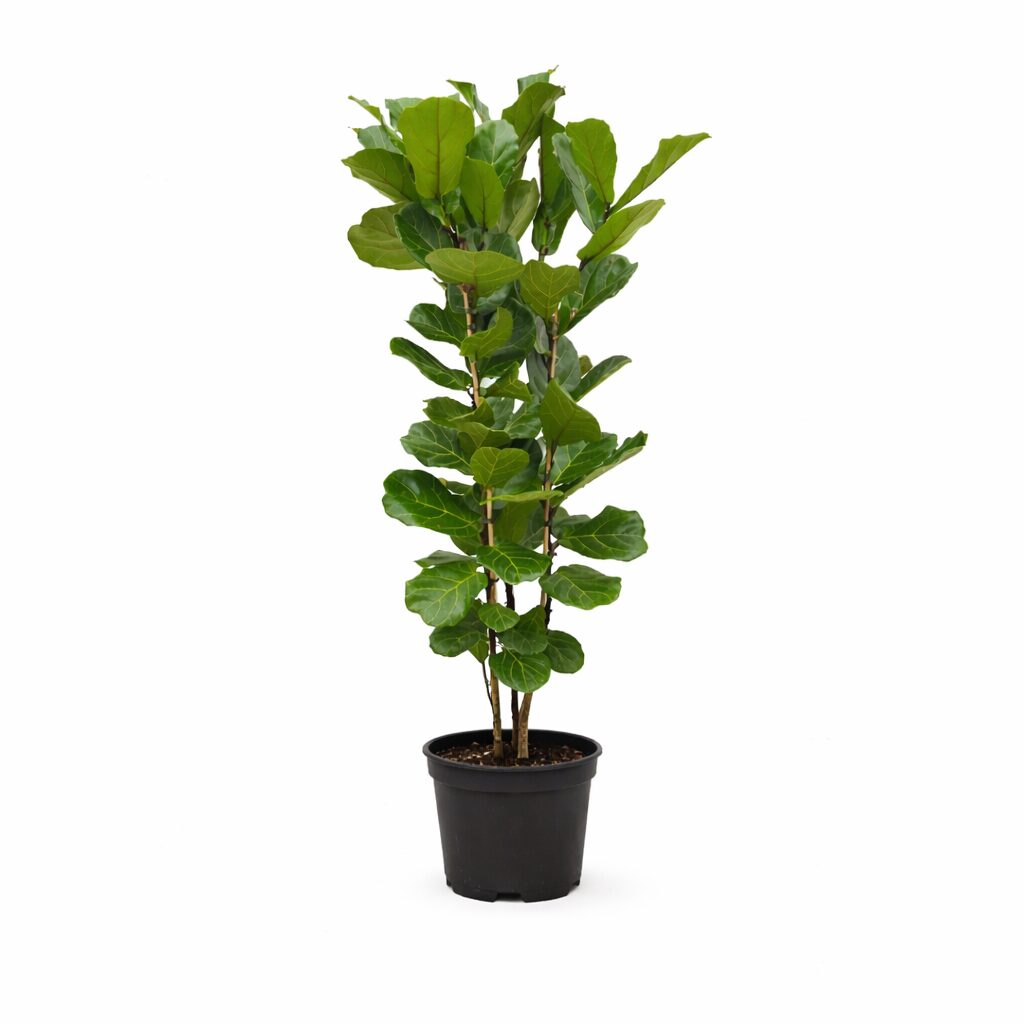 Ficus Lyrata struik - 140 cm - Ø27