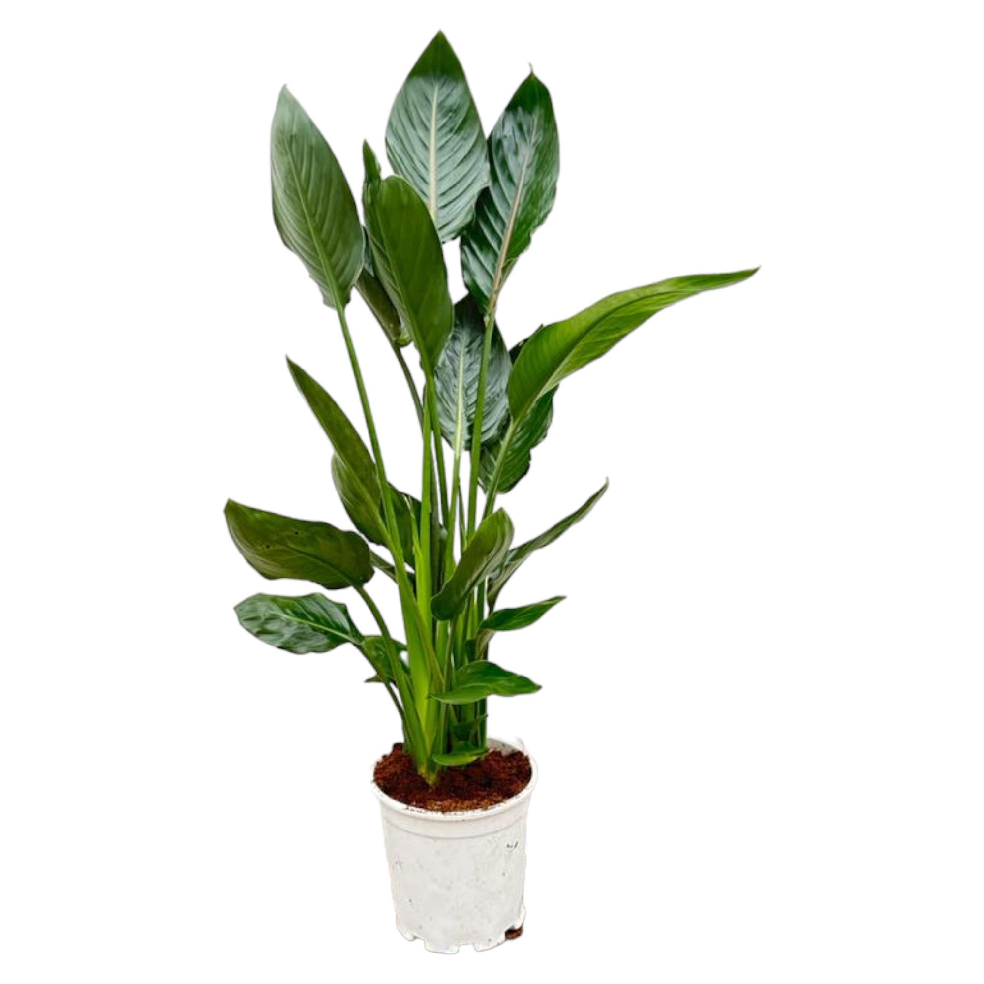 Strelitzia Reginae - 120 cm - Ø21