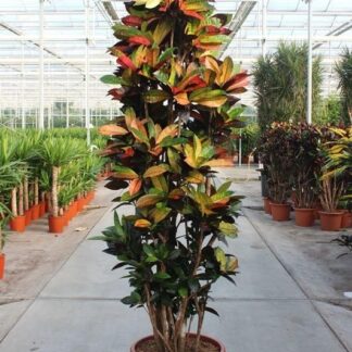 Codiaeum Iceton - 230 cm