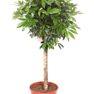 Schefflera op stam - 150 cm